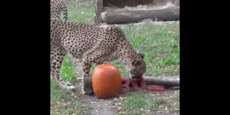 Cheetahs enjoy spooky pumpkin treats ahead of Milwaukee zoo’s Halloween event | Fox News Video